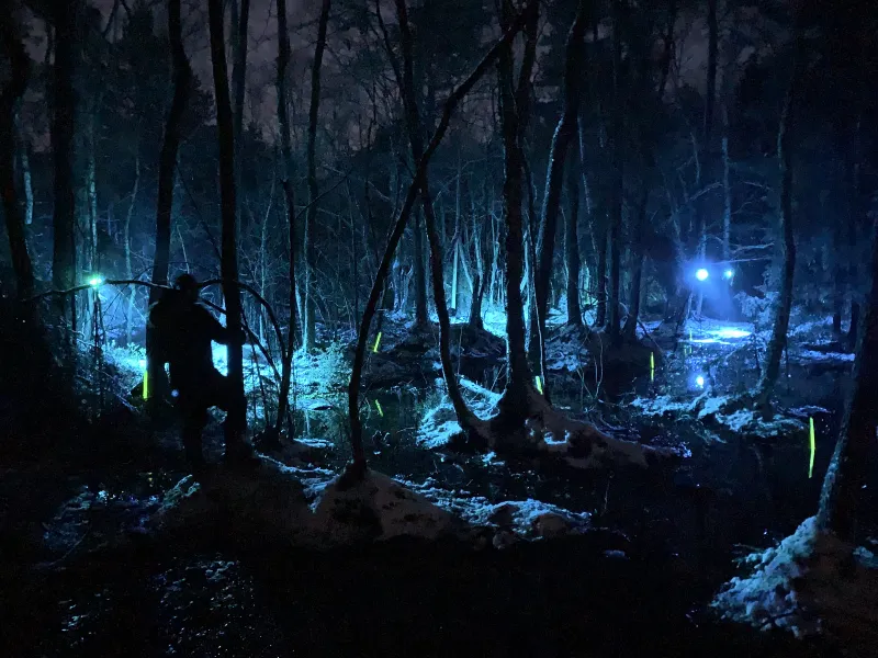 The Swamp — Input Output